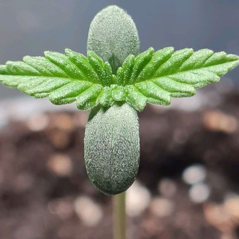 Mimosa Sunrise XXL Automatic growlog photo