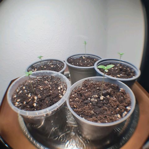 Mimosa Sunrise XXL Automatic growlog timeline photo