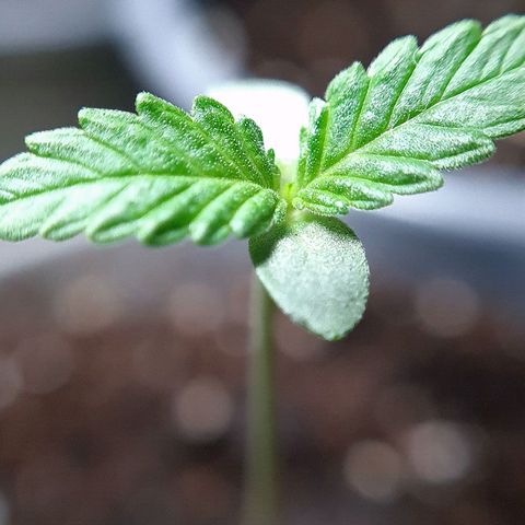 Mimosa Sunrise XXL Automatic growlog timeline photo