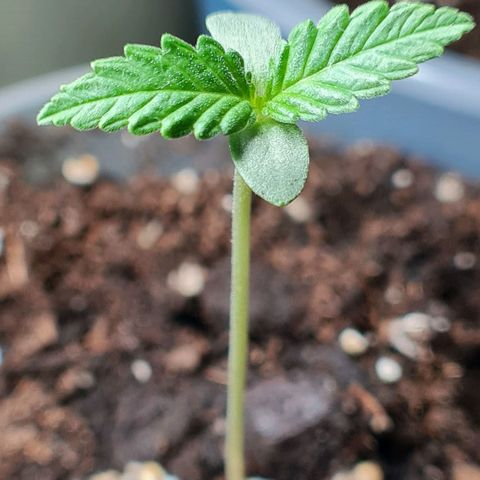 Mimosa Sunrise XXL Automatic growlog timeline photo