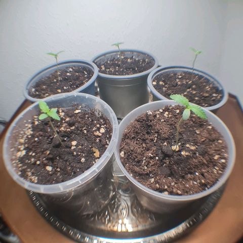 Mimosa Sunrise XXL Automatic growlog timeline photo
