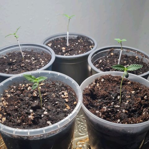 Mimosa Sunrise XXL Automatic growlog photo: Snap Day