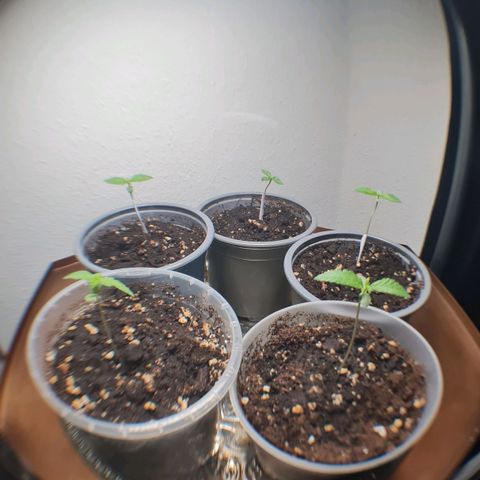 Mimosa Sunrise XXL Automatic growlog timeline photo