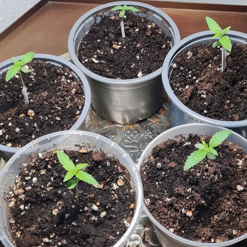 Mimosa Sunrise XXL Automatic growlog timeline photo