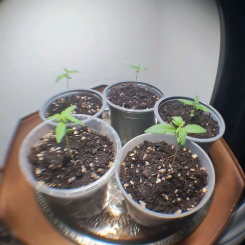 Mimosa Sunrise XXL Automatic growlog timeline photo