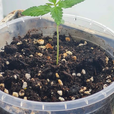 Mimosa Sunrise XXL Automatic growlog timeline photo