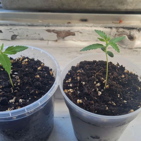 Mimosa Sunrise XXL Automatic growlog timeline photo