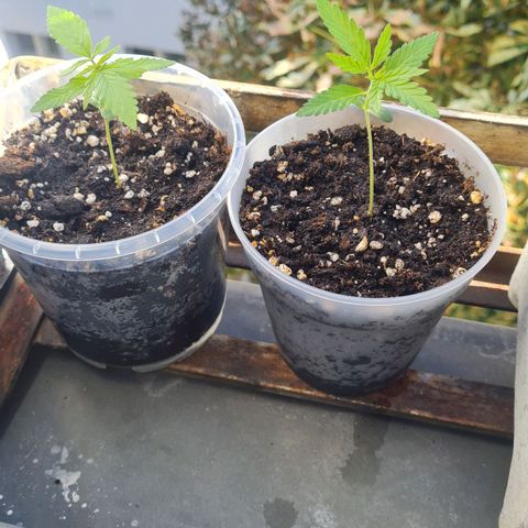 Mimosa Sunrise XXL Automatic growlog timeline photo
