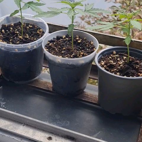 Mimosa Sunrise XXL Automatic growlog timeline photo