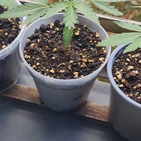 Mimosa Sunrise XXL Automatic growlog timeline photo