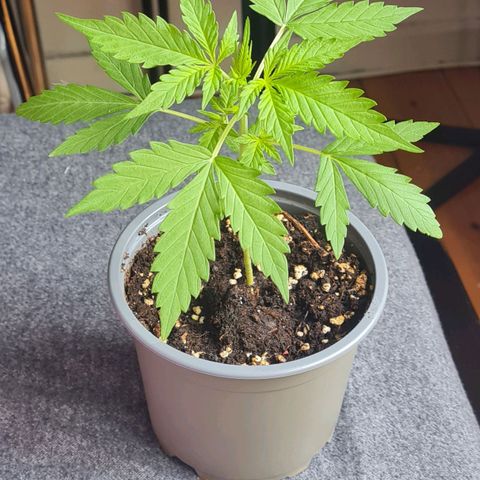 Mimosa Sunrise XXL Automatic growlog timeline photo