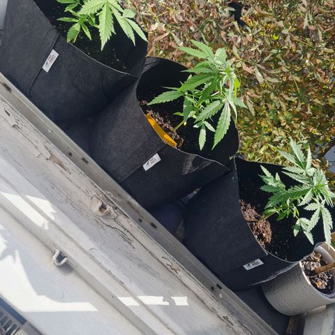 Mimosa Sunrise XXL Automatic growlog photo: Umgetopft