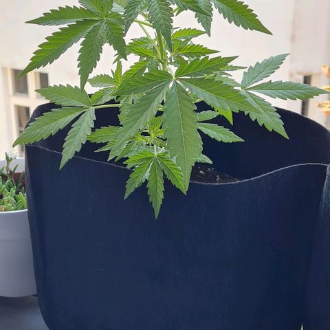 Mimosa Sunrise XXL Automatic growlog timeline photo