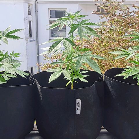 Mimosa Sunrise XXL Automatic growlog photo: Flowering start