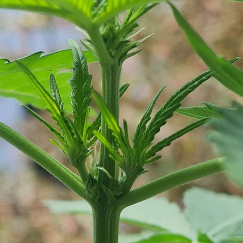 Mimosa Sunrise XXL Automatic growlog photo: Flowering start