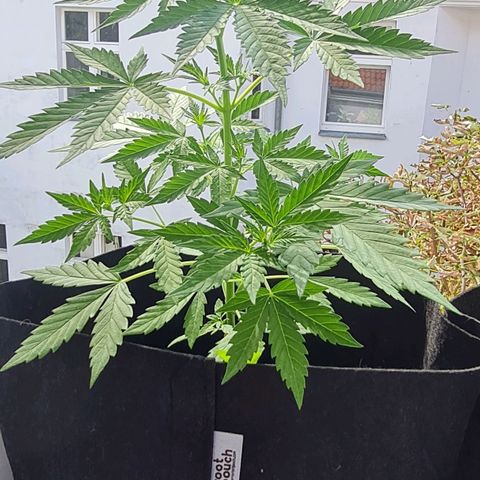 Mimosa Sunrise XXL Automatic growlog photo: Flowering start