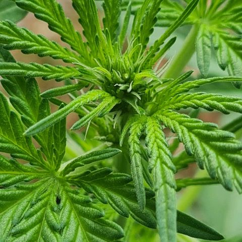 Mimosa Sunrise XXL Automatic growlog timeline photo
