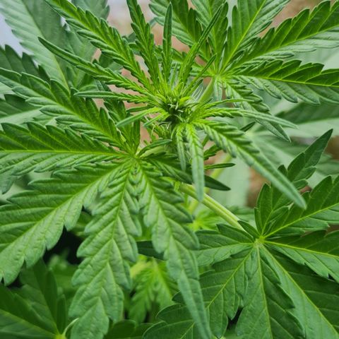Mimosa Sunrise XXL Automatic growlog timeline photo