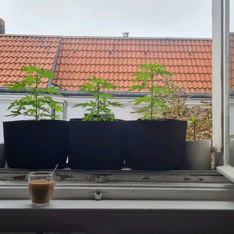Mimosa Sunrise XXL Automatic growlog timeline photo