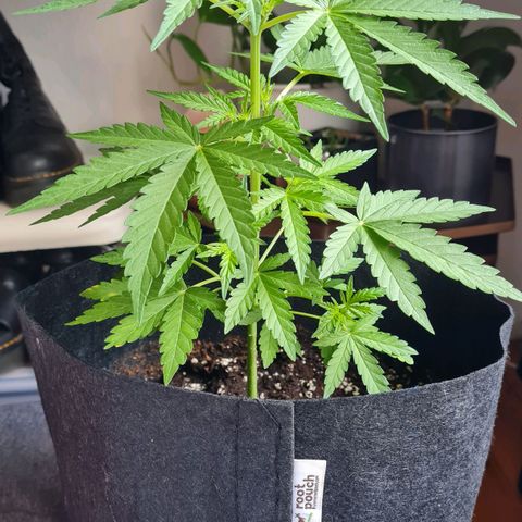 Mimosa Sunrise XXL Automatic growlog timeline photo