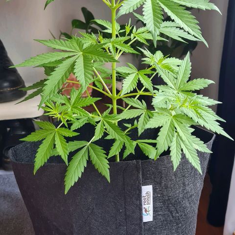 Mimosa Sunrise XXL Automatic growlog timeline photo