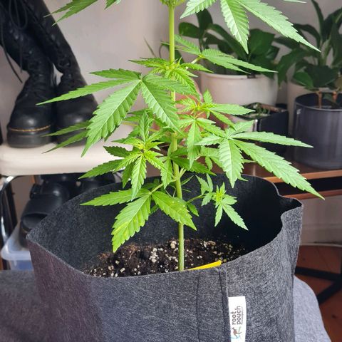 Mimosa Sunrise XXL Automatic growlog timeline photo