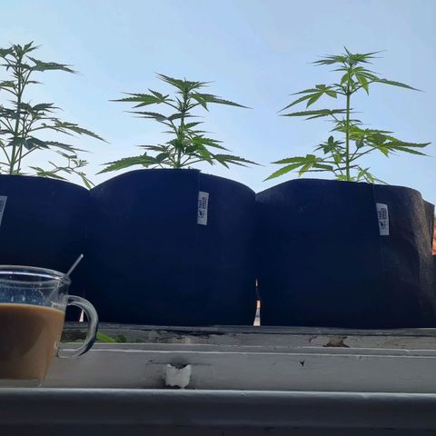Mimosa Sunrise XXL Automatic growlog timeline photo
