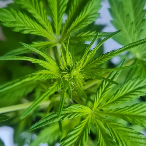 Mimosa Sunrise XXL Automatic growlog timeline photo