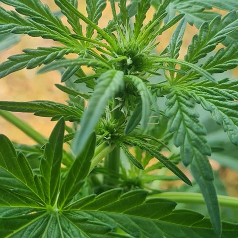 Mimosa Sunrise XXL Automatic growlog timeline photo