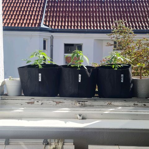 Mimosa Sunrise XXL Automatic growlog timeline photo