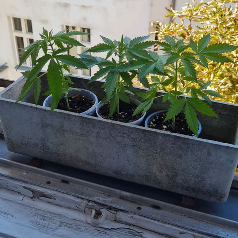 Mimosa Sunrise XXL Automatic growlog timeline photo