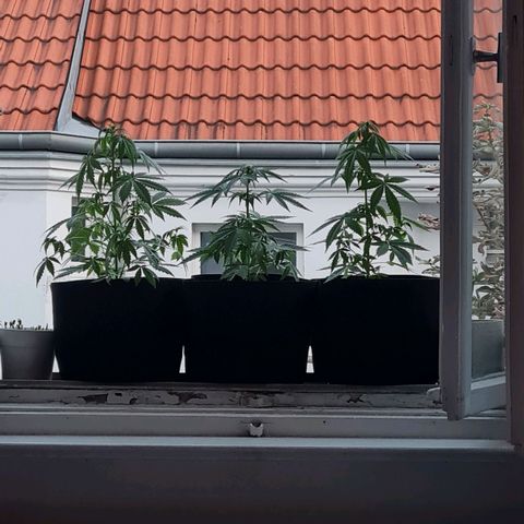 Mimosa Sunrise XXL Automatic growlog timeline photo