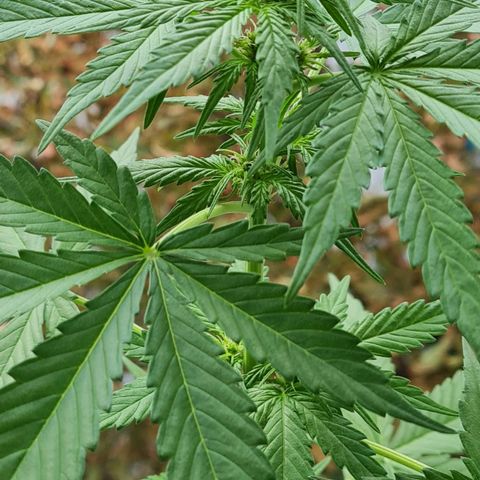 Mimosa Sunrise XXL Automatic growlog timeline photo