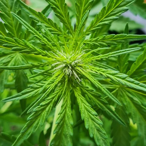 Mimosa Sunrise XXL Automatic growlog timeline photo