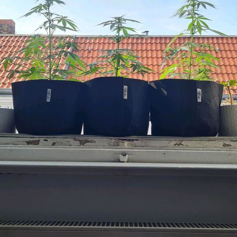 Mimosa Sunrise XXL Automatic growlog timeline photo
