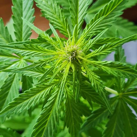 Mimosa Sunrise XXL Automatic growlog timeline photo