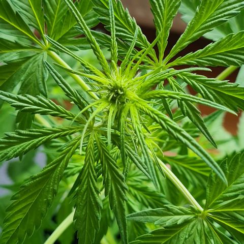 Mimosa Sunrise XXL Automatic growlog timeline photo
