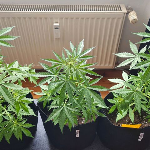 Mimosa Sunrise XXL Automatic growlog timeline photo