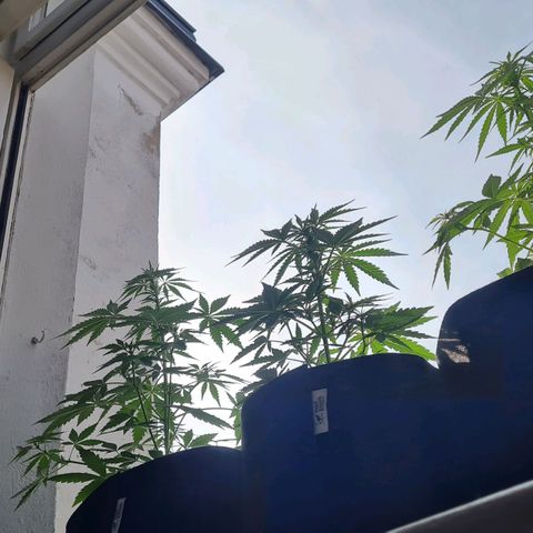 Mimosa Sunrise XXL Automatic growlog timeline photo
