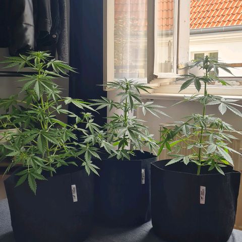 Mimosa Sunrise XXL Automatic growlog timeline photo