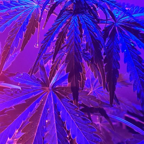 Mimosa Sunrise XXL Automatic growlog timeline photo