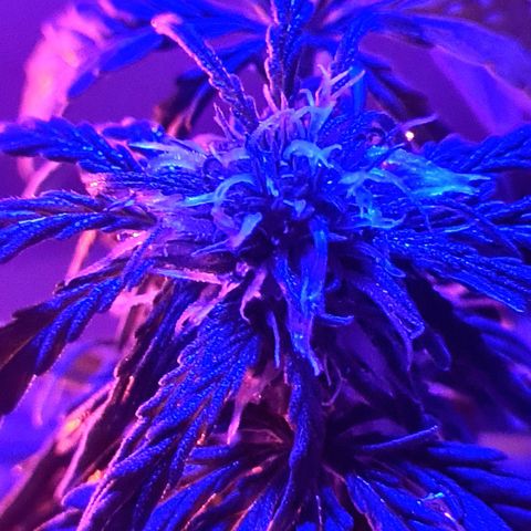 Mimosa Sunrise XXL Automatic growlog timeline photo