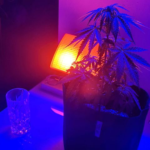 Mimosa Sunrise XXL Automatic growlog timeline photo