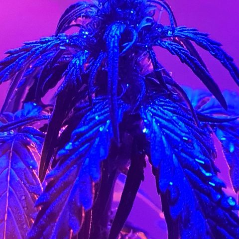 Mimosa Sunrise XXL Automatic growlog timeline photo