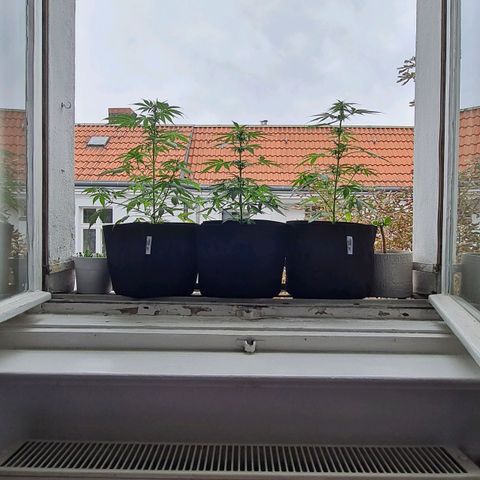 Mimosa Sunrise XXL Automatic growlog timeline photo