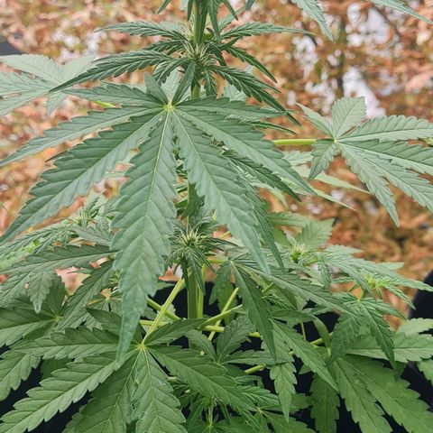 Mimosa Sunrise XXL Automatic growlog timeline photo