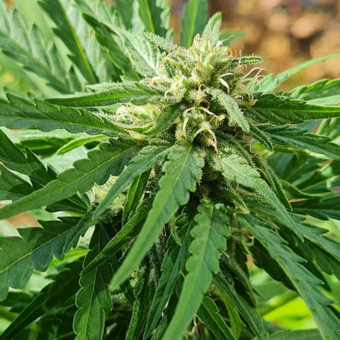 Mimosa Sunrise XXL Automatic growlog timeline photo