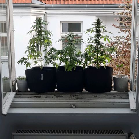 Mimosa Sunrise XXL Automatic growlog timeline photo