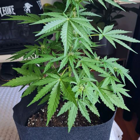 Mimosa Sunrise XXL Automatic growlog timeline photo