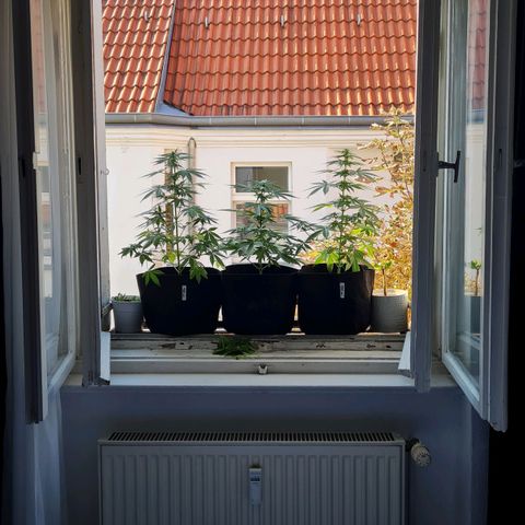 Mimosa Sunrise XXL Automatic growlog timeline photo